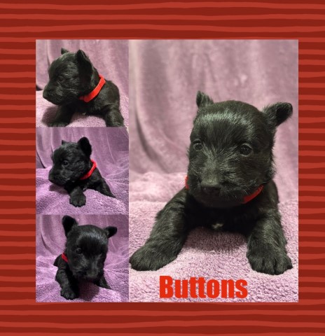 Scottish Terrier Puppy