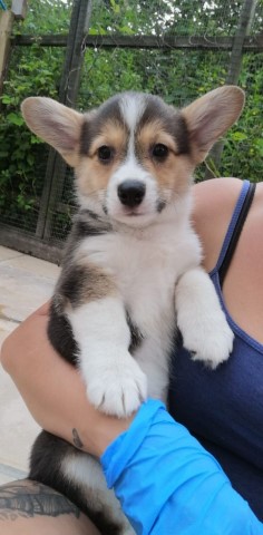 Pembroke Welsh Corgi puppy for sale + 61928