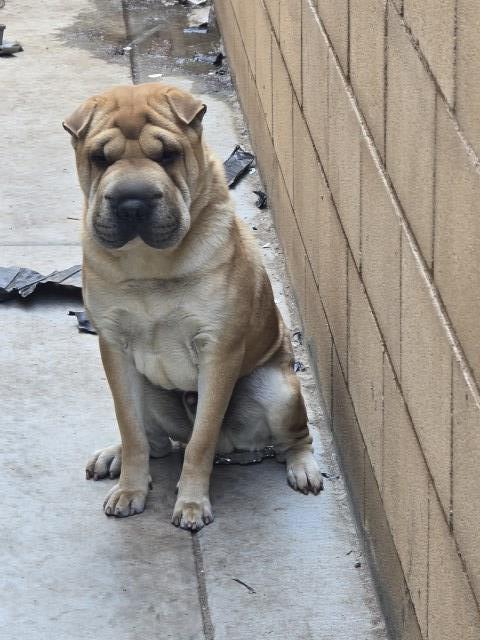 Meet Rocky – Our Energetic Shar Pei Buddy