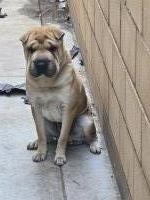 Meet Rocky – Our Energetic Shar Pei Buddy Shih Poo for sale/adoption