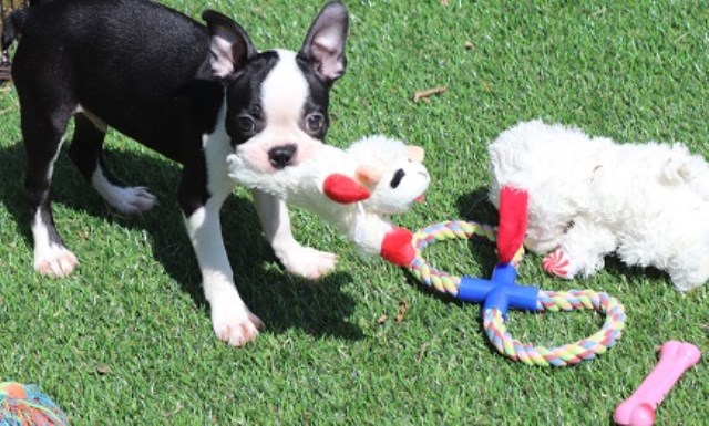 CKC Boston Terrier Puppies