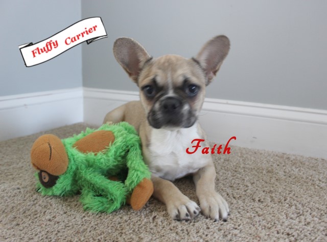 Fluffy Carrier French Bulldog "Faith"