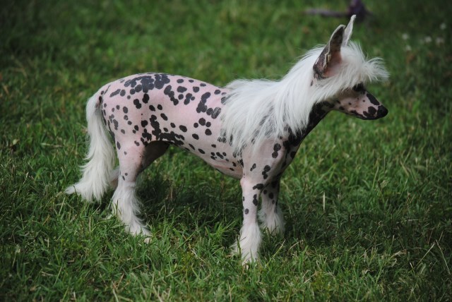 Chinese Crested puppy for sale + 49611