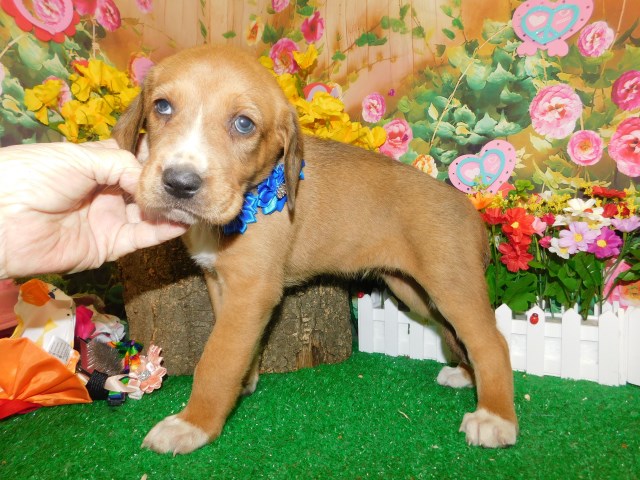 Chicago Coonhound X Type. Great with Kids.