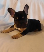 French Bulldog puppies French Bulldog for sale/adoption