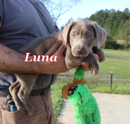 Labrador Retriever puppy for sale + 59563