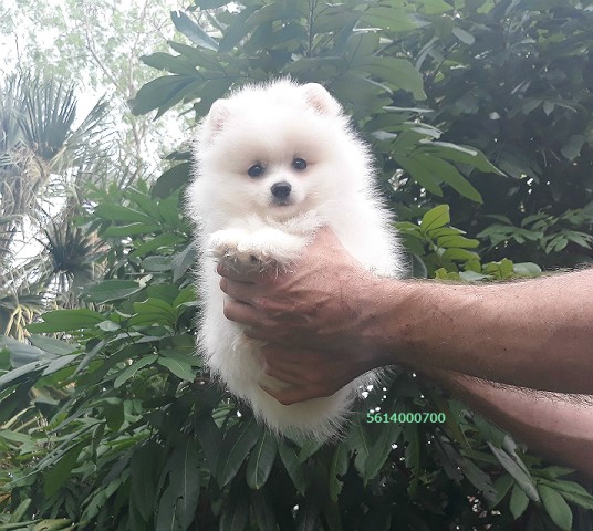 White Purebred Pomeranian Puppy Male