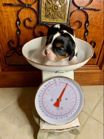 tricolor cavalier king charles spaniel