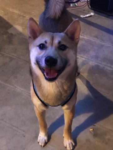 Shiba Inu puppy for sale + 59384