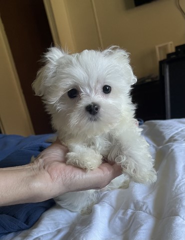 Maltese Puppies For Sale