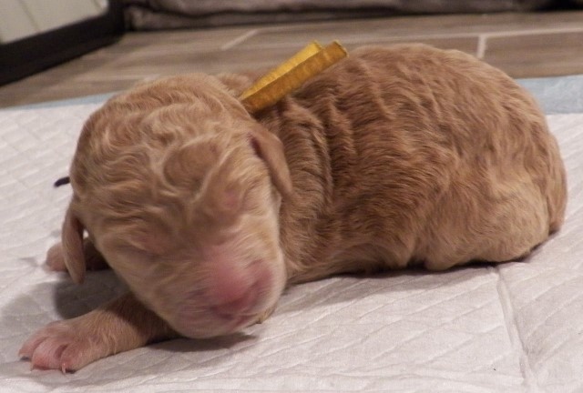 Goldendoodle, Labradoodle, and Double Doodle puppies