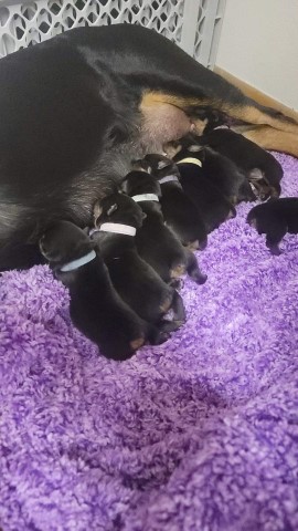 Rottweiler Puppies