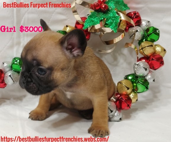 French Bulldog puppy for sale + 54733