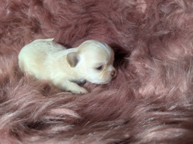 Chihuahua puppy for sale + 67218