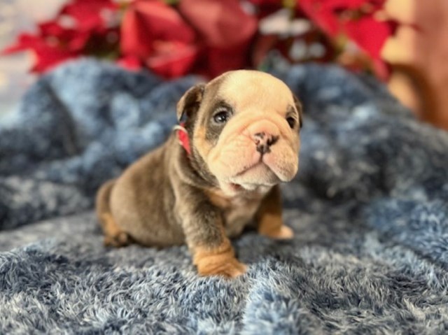 English Bulldog puppy for sale + 66960