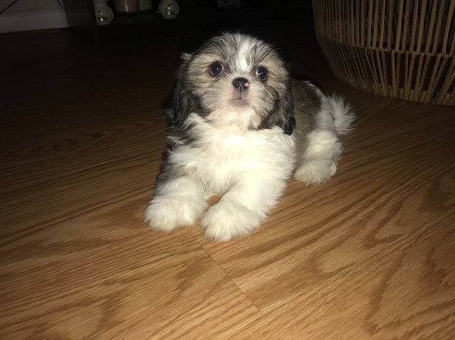 Shih Tzu puppy for sale + 63393