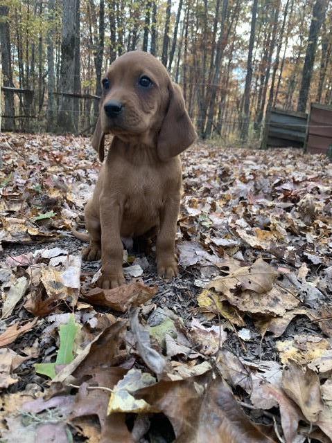 Redbone Coonhound puppy for sale + 64122