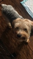 New England Yorkshire Terrier Yorkshire Terrier for sale/adoption