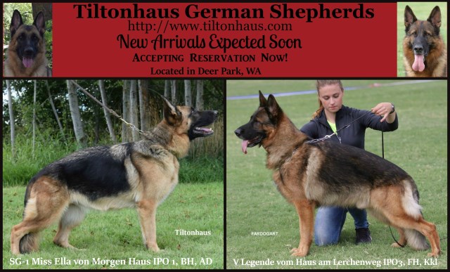 German Showline German Shepherd Puppies For Sale in Deer Park, Washington
