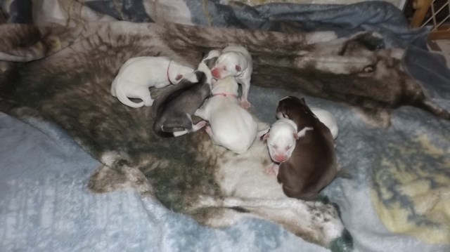 AKC Reg. Female Siberian Husky Puppies