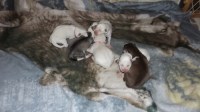 AKC Reg. Female Siberian Husky Puppies Siberian Husky for sale/adoption