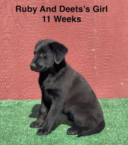 Labrador Retriever puppy for sale + 66808