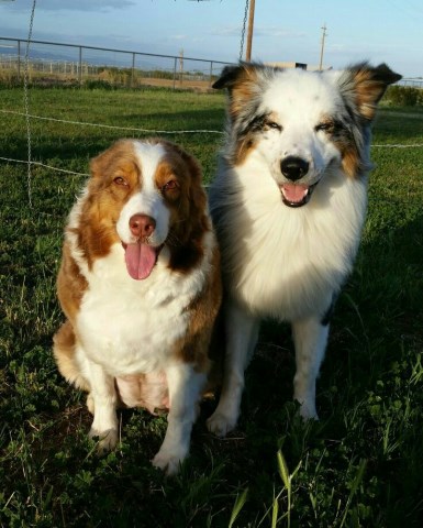 Australian Shepherd Dog puppy for sale + 48631