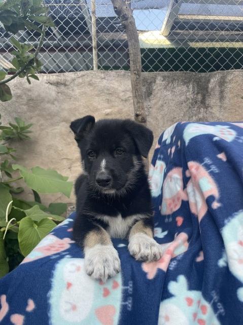 German Shepherd Dog puppy for sale + 66605