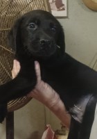 Last Puppy Listed