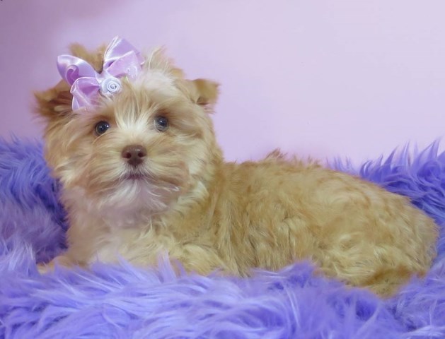 Yorkshire Terrier puppy for sale + 54571