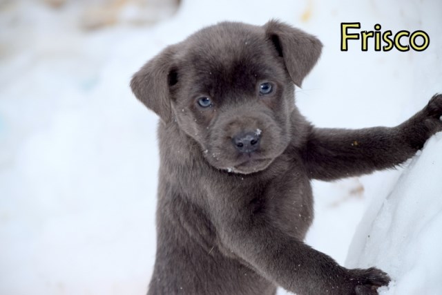 Labrador Retriever puppy for sale + 51044