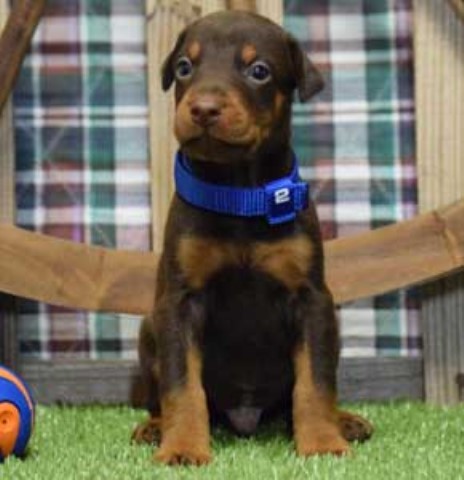 Red doberman puppies for sale