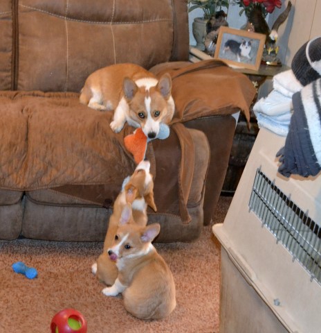 AKC Pembroke Welsh Corgis