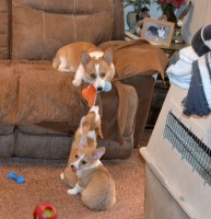 AKC Pembroke Welsh Corgis Pembroke Welsh Corgi for sale/adoption
