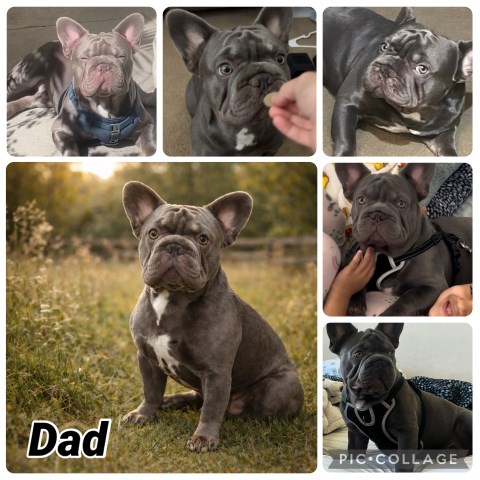 French Bulldog puppy for sale + 67091