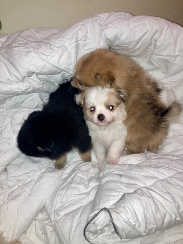Fluffy Female Pomeranian Puppies