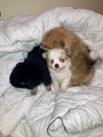 Last Puppy Listed