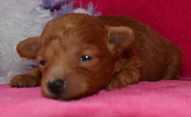 Red Quality Female Toy Poodle CKC