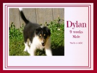 Dylan the Daring! Collie for sale/adoption