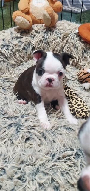 AKC Boston Terrier Puppy (boy)