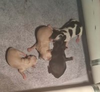 miniature poodles. Poodle Miniature for sale/adoption
