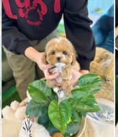 Goldendoodle Puppy For Free Goldendoodle for sale/adoption