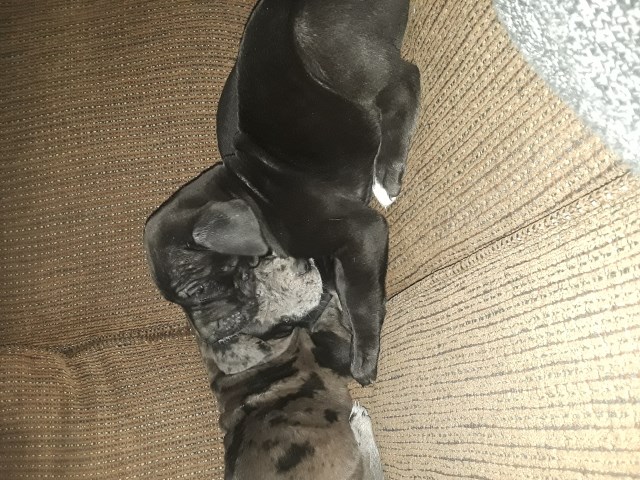 Snow Day Sale 100% euro great dane puppy a available now
