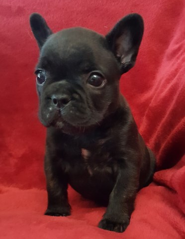 Gorgeous Chocolate Female French Bulldog