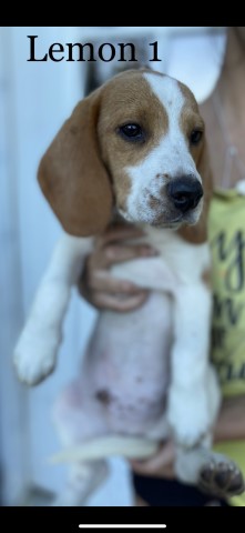 Tri & Lemon Beagle Puppies