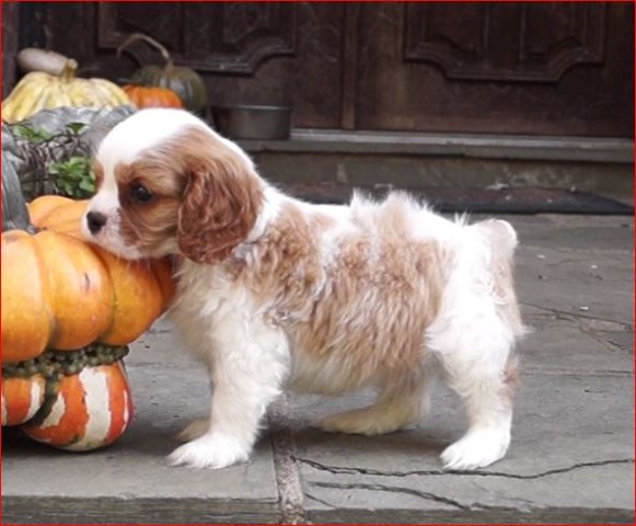 Cavalier King Charles Spaniel puppy dog for sale in Upper