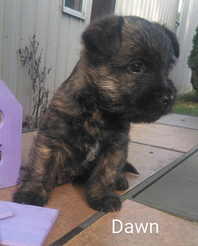 CAIRN TERRIER PUPPIES AKC REGISTERABLE