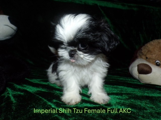Full AKC Imperial Shih Tzu Female