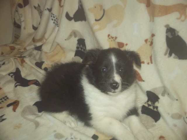Bi-black Male Sheltie Puppy for placement