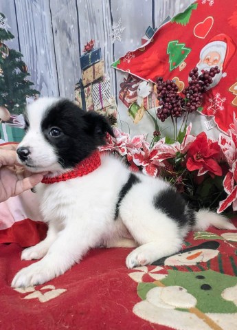 Pomeranian puppy for sale + 66930